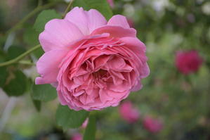 アレキサンドラが咲きました♪ - My garden ~ 小さな薔薇庭の12か月