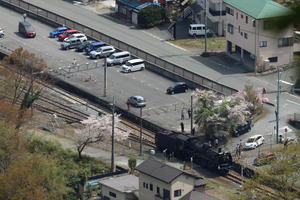 桜咲く踏切　- 2024年春・秩父鉄道 - - ねこの撮った汽車