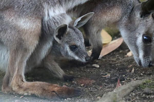 シマオイワワラビーの赤ちゃんと逃げる母（多摩動物公園 November 2021） - 続々・動物園ありマス。