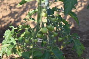 ミニトマトはたくさん実をつけています。 - 甲府の野菜畑