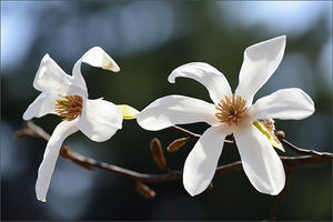 白い花 - maqui。
