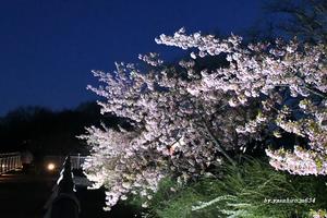 三月の桜 - 