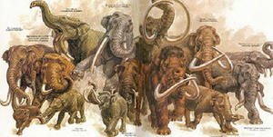  The Evolution of Mammoths into Elephants: A Tale of Adaptation - 