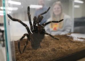 Care Guide for Tarantulas: Ensuring the Well-being of Your Eight-legged Friend - 