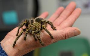 Care Guide for Tarantulas: Ensuring the Well-being of Your Eight-legged Friend - 