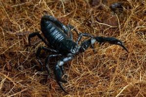 Caring for and Maintaining Scorpions: A Comprehensive Guide - 