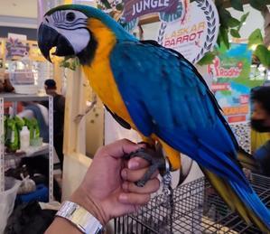 Caring for Macaws: A Comprehensive Guide to Keeping these Majestic Birds - 