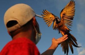 Caring for Macaws: A Comprehensive Guide to Keeping these Majestic Birds - 