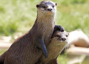 The Enigmatic World of Otters: An Insight into the Lives of these Aquatic Mammals - 