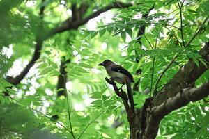 関渡自然公園で見たタイワンオナガとクロヒヨドリ - 
