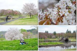 花*あふれる春のみちのく湖畔公園・最終章 - 