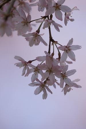 桜の季節 - 