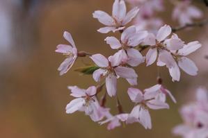 桜の季節 - 