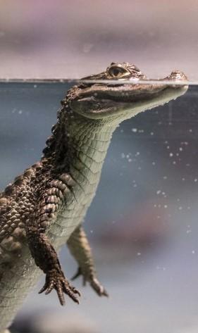 Unveiling the Enigmatic World of Longevity: Extraordinary Long-Lived Reptiles - 