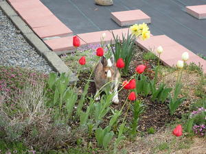 夏毛のエゾユキウサギが花壇で休憩 - 