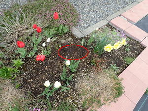 夏毛のエゾユキウサギが花壇で休憩 - 