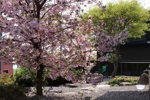 5月4日（土） 住三吉(すみよし)神社周辺を花散歩 - 