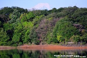 新緑呼吸　朝一多摩湖富士 - 