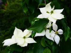 白い花たち - 