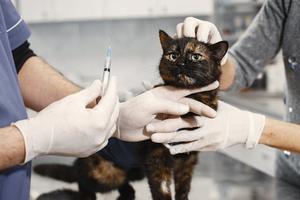 猫の臨床的利点: 通常の臨床問題と安全対策 - 