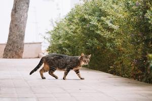 シニア猫: 猫の成熟と加齢に伴う医学的問題の監視に重点を置いています - 