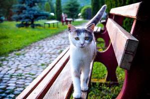 シニア猫: 猫の成熟と加齢に伴う医学的問題の監視に重点を置いています - 