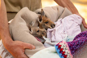 Wildlife Rehabilitation Centers: Animals That Benefit the Most - 