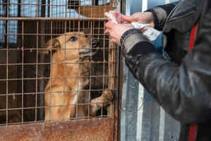 Which Everyday Actions Can Support Animal Champions and Rescue? - 