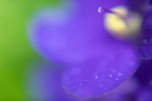 Purple　　・・・ひかる君・・・ - Photo & diary