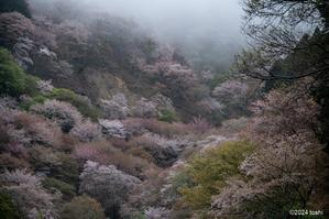 吉野の桜　1 - 
