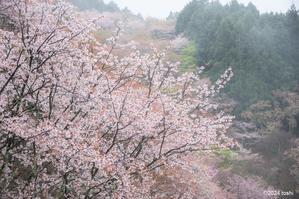 吉野の桜　1 - 