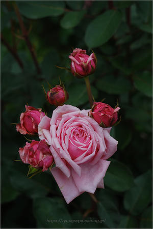 Favorite Rose - 
