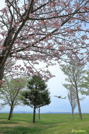 2024旭川空港「桜」　～旭川空港～ - 自由な空と気まぐれと　season2 　～ 旭川空港 ～