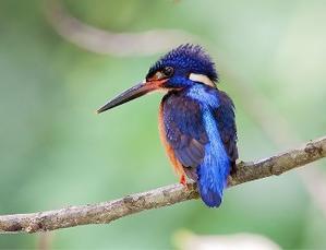 The Fascinating World of Birds with Long Beaks - 