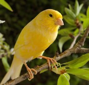 The Enchanting Melodies of Birds: Exploring Nature's Most Melodious Singers - 