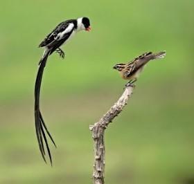 Exploring the Enigmatic World of Birds with Long Tails - 