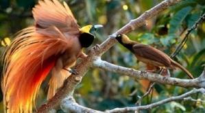 The Magnificent Birds of Paradise: Nature's Exotic Gems - 