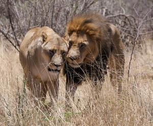 ライオンの雷鳴: 文化と民俗におけるライオンのイメージの調査 - 