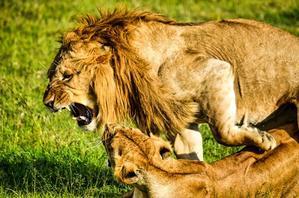 ライオンの生命構造と生理学: 荒野の主の偉大さを明らかにする - 