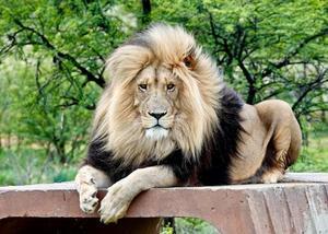 Lion Imprisonment: Exploring Zoo Safe Havens and Conservation Focus - 