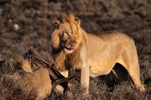 Lion Imprisonment: Exploring Zoo Safe Havens and Conservation Focus - 