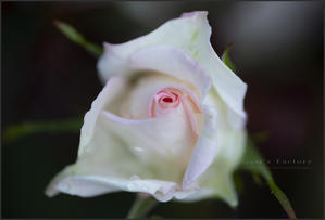 White Rose - 