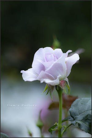 White Rose - 