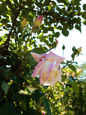 里山のバラは、虫たちの楽園 - 