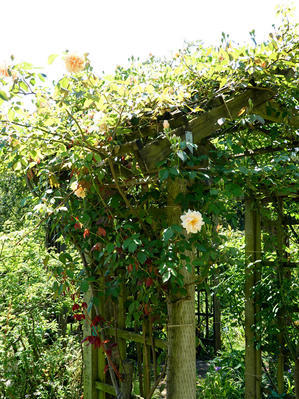 里山のバラは、虫たちの楽園 - 