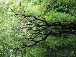  山滴る 秋ヶ瀬公園ピクニックの森を歩く - 