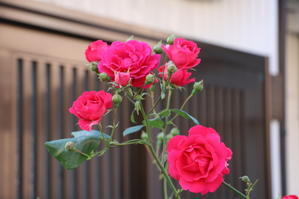 薔薇を愛でるの散歩　２０２４．５．１０ - 