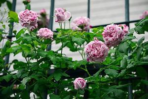 薔薇の季節  （Ⅰ） - 花・tuzuri