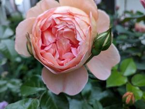 パットオースチン　薔薇 - なな歩の小庭