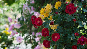 Spring Rose Garden 2024 #010 @ SONY 100mm F2.8 Macro - 